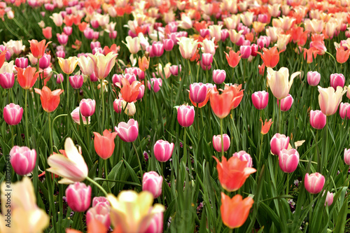 multicolored tulip field