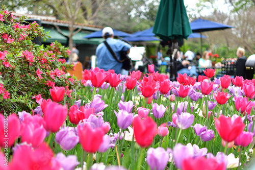 multicolor tulip field