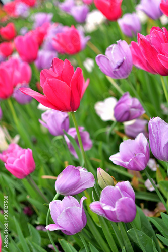 Multicolor Tulip field