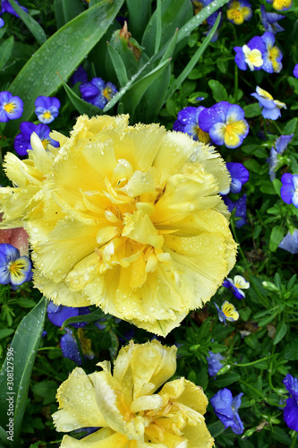 fully bloomed yellow flower in the garden with water dewdrops