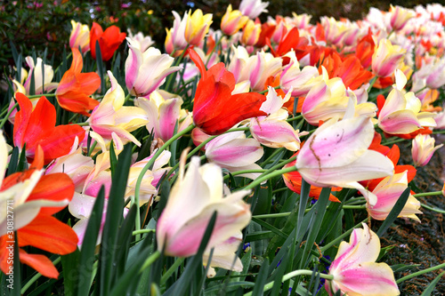 Multicolored Tulip vibrant colors close up shot