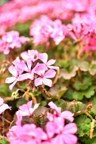 Pink December Flower