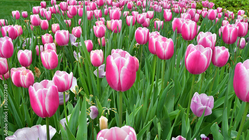 wide angle Pink Tulip Flower garden shoot