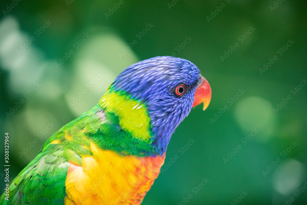 Close up of a Lorikeet perched on a branch Close up of a Lorikeet perched on a branch