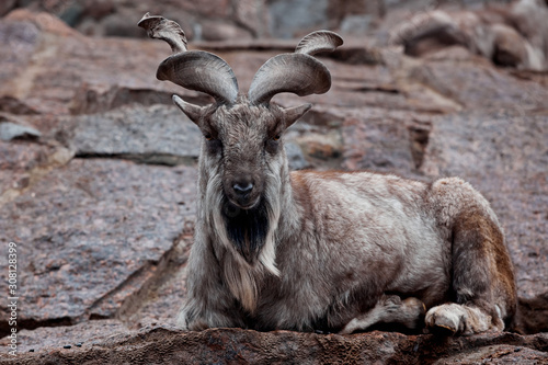mountain goat with beautiful horns