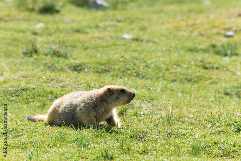 Ladakh, India - Aug 08 2019 - Himalayan Marmot at Pangong Lake in Ladakh, Jammu and Kashmir, India. The Lake is an endorheic lake in the Himalayas situated at a height of about 4350m. Ladakh, India - Aug 08 2019 - Himalayan Marmot at Pangong Lake in Ladakh, Jammu and Kashmir, India. The Lake is an endorheic lake in the Himalayas situated at a height of about 4350m.
