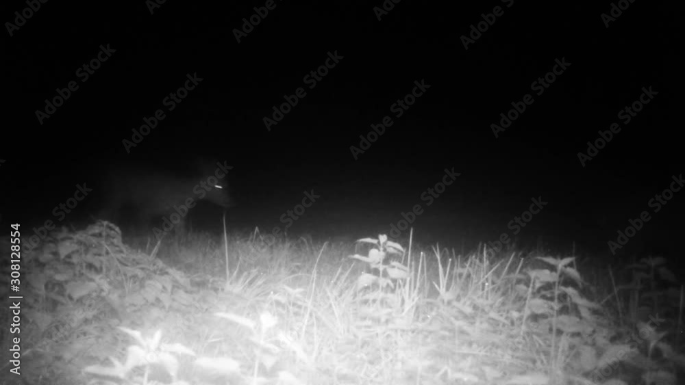 Group of Roe Deer (Roebuck or Capreolus Capreolus) walk in a forest in the night. Nature and Animals videos in FullHD. Group of Roe Deer (Roebuck or Capreolus Capreolus) walk in a forest in the night. Nature and Animals videos in FullHD.
