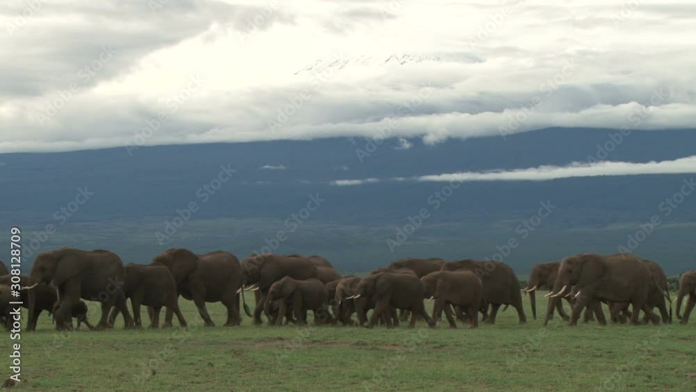 Very many elephants passing across the camera with snow on mount kilimanjaro Very many elephants passing across the camera with snow on mount kilimanjaro