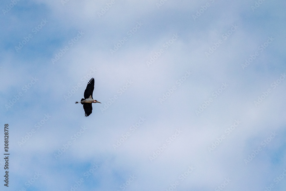Marabou stork in flight, Uganda Marabou stork in flight, Uganda