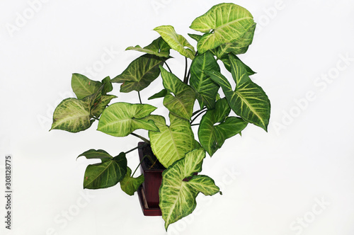 Beautiful syngonium podophyllum is a popular houseplant