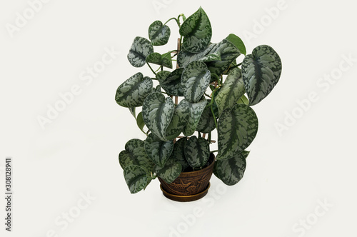 Scindapsus pictus plant on a white background