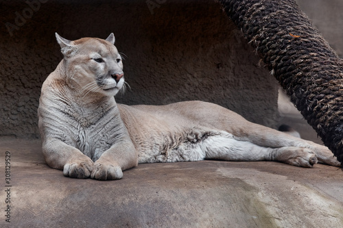 Portrait of Beautiful Puma. Cougar, mountain lion, puma, panther, striking pose, scene in the woods, wildlife America