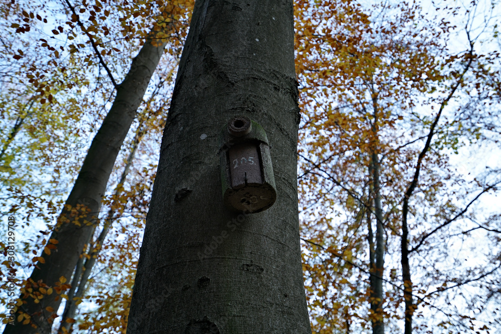 A Bird House in a forest