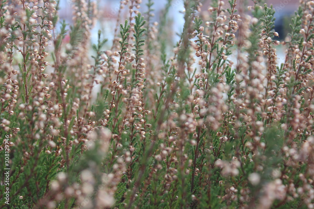 heather heather