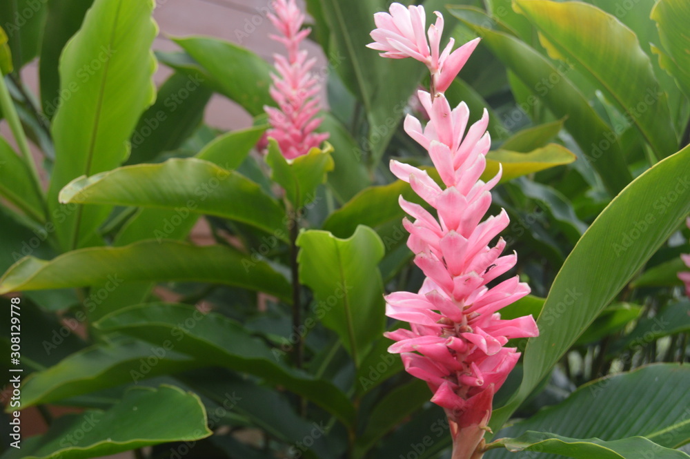 Obraz premium flower