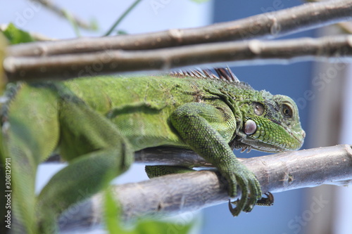 iguana