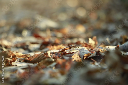 leaf © Zehra