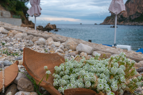 Lobularia Maritima with Paleokastritsa bay background, Corfu Isalnd, Greece