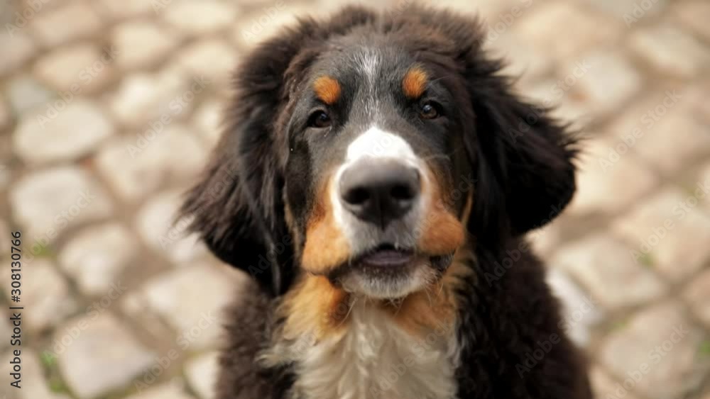 Close up portrait of two Bernese Mountain Dog puppey look in camera and licks and bite a hand reaching for her . need of love and adopt Close up portrait of two Bernese Mountain Dog puppey look in camera and licks and bite a hand reaching for her . need of love and adopt