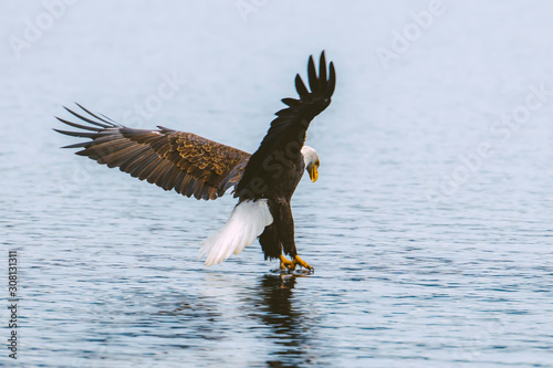 Eagle swoops in to catch a fish.