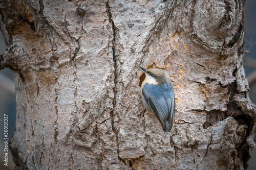 Pygmy nuthatch clinging to a tree.
