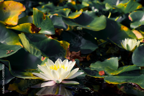 Tableau sur toile Water lilies in pond