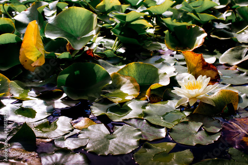 Fototapeta Water lilies in pond