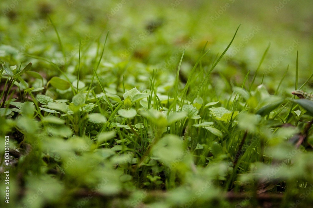 If grass was as tall as you are If grass was as tall as you are
