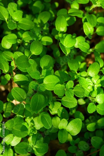 Clover leaves