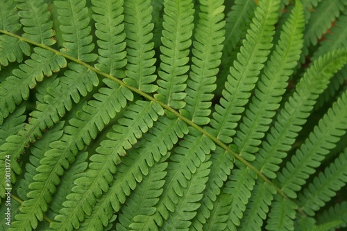 Fern type leaves