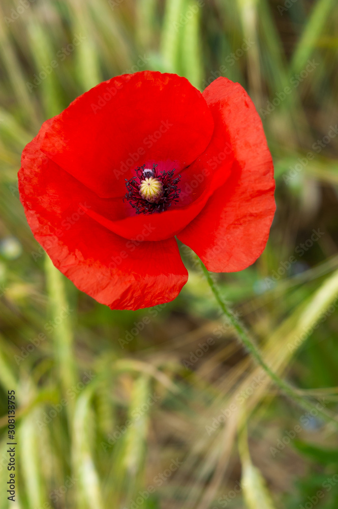 Summer field of poppy. Wild red flower on the green meadow. Summer field of poppy. Wild red flower on the green meadow.