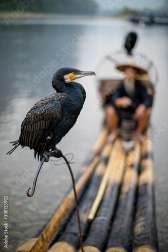 The great cormorant, black fish-eating bird in Guilin China