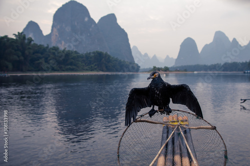 The great cormorant, black fish-eating bird in Guilin China