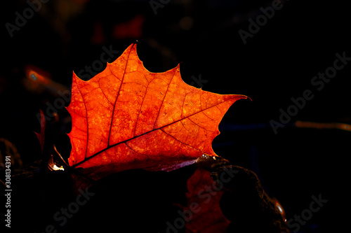 Vibrant orange leaf on black background