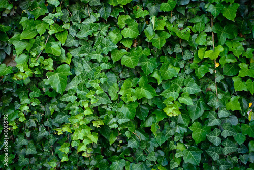 Green wall bindweed texture background photo