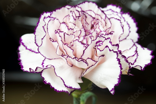 white carnation with garnet edges and bright abstract background