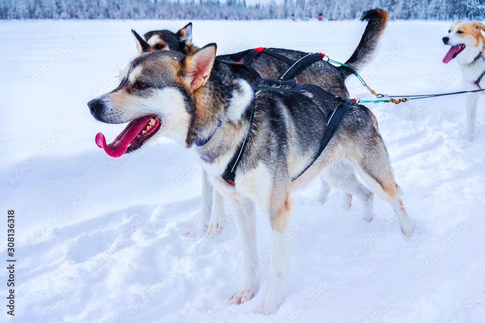 Husky family dog sled in winter Rovaniemi of Finland of Lapland. Dogsled ride in Norway. Animal Sledding on Finnish farm after Christmas. Fun on sleigh. Safari on sledge and Alaska landscape. Husky family dog sled in winter Rovaniemi of Finland of Lapland. Dogsled ride in Norway. Animal Sledding on Finnish farm after Christmas. Fun on sleigh. Safari on sledge and Alaska landscape.