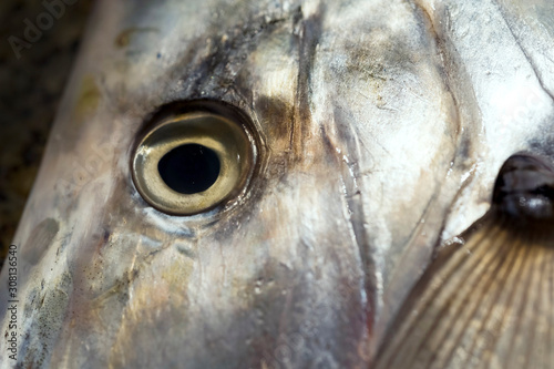 Fresh moonfish on a cutting board photo