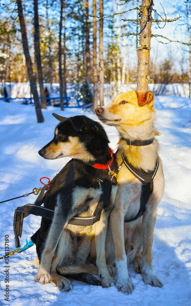 Husky family dog sled in winter Rovaniemi of Finland of Lapland. Dogsled ride in Norway. Animal Sledding on Finnish farm after Christmas. Fun on sleigh. Safari on sledge and Alaska landscape. Husky family dog sled in winter Rovaniemi of Finland of Lapland. Dogsled ride in Norway. Animal Sledding on Finnish farm after Christmas. Fun on sleigh. Safari on sledge and Alaska landscape.