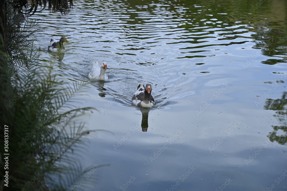 Ducks Ducks
