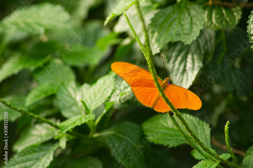 Butterfly on a flower at Butterfly Conservatory in Niagara Falls, Ontario photo