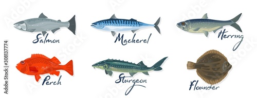 Big set with marine fishes and lettering salmon, mackerel, perch, herring, sturgeon, flounder. Raw, salted, marinated or smoked seafood. Vector cartoon illustration isolated on white background.
