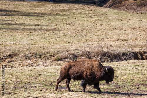 Buffalo © Bill Keefrey