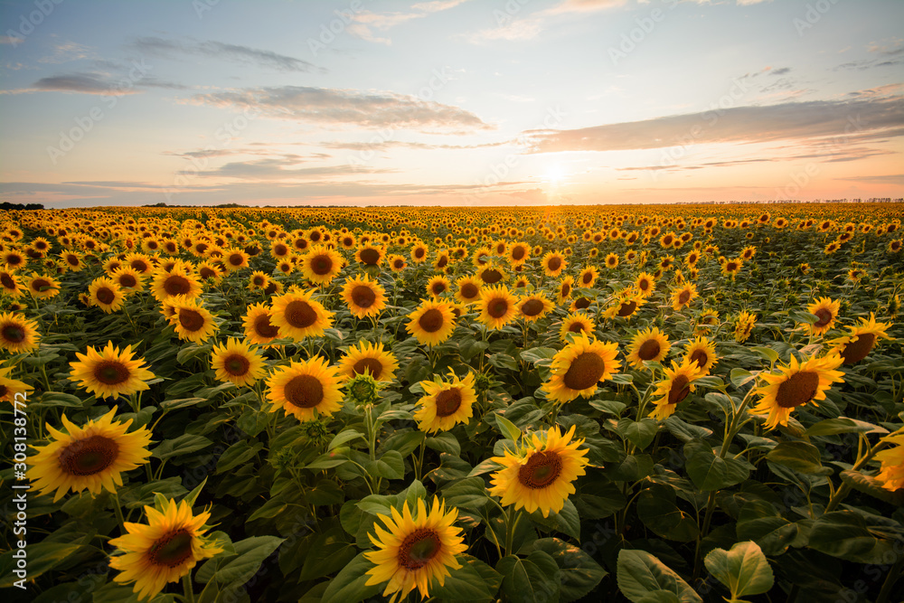 Fototapeta premium Summer landscape of a field of sunflowers during sunset