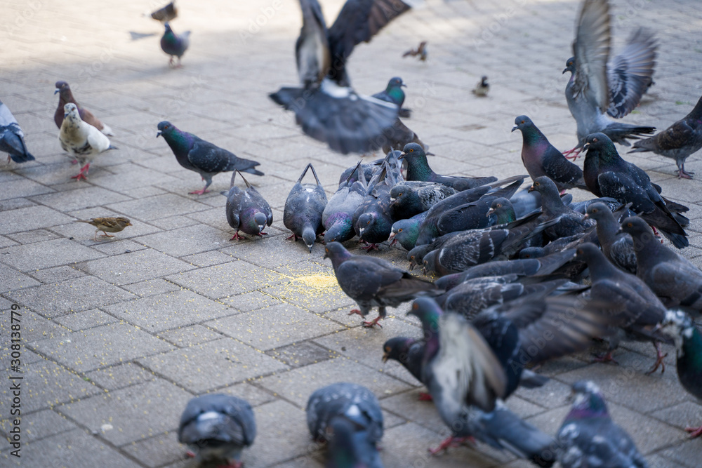 Fototapeta premium bird, water, nature, sea, animal, pigeon, pigeons, beach, ocean, birds, wildlife, seal, dove, seagull, group, rock, river, flock, wild, rocks, city, seals, fly, park, sand