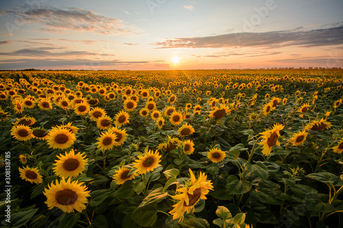 Sunflower field and small setting sun on the background. The end of day in the countryside