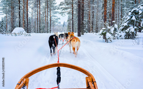 Husky family dog sled in winter Rovaniemi of Finland of Lapland. Dogsled ride in Norway. Animal Sledding on Finnish farm after Christmas. Fun on sleigh. Safari on sledge and Alaska landscape. © Roman Babakin