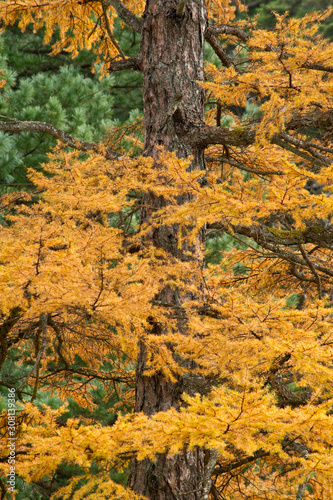 Autumn colours in Nikko Botanical Gardens