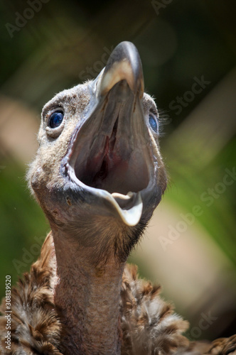 vulture Head Ruppell's griffon vulture (Gyps rueppellii) portrait on green background © Marcio