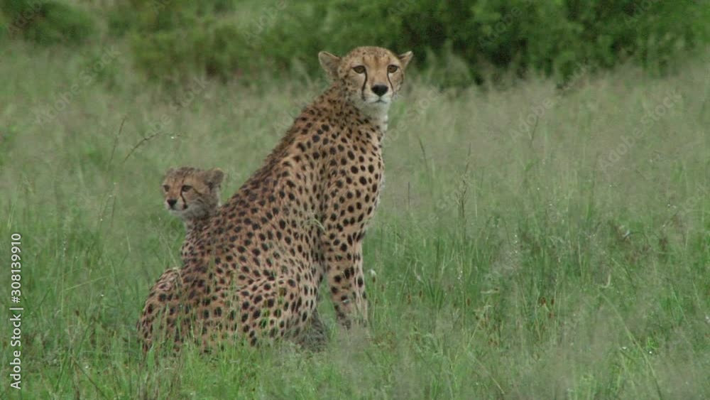 A cheetah mother and baby sitting in the plains of Samburu park.